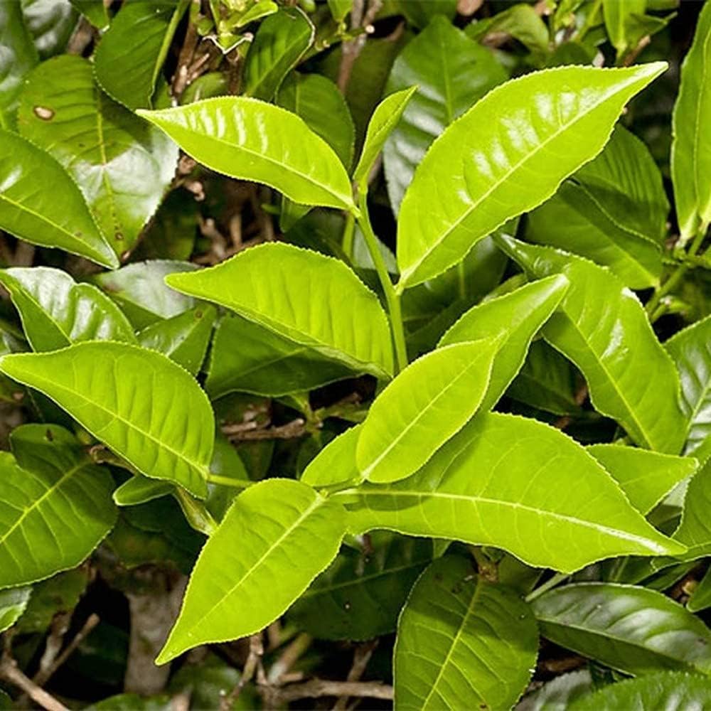 Sudan’s Tea Journey: Toward Replacing the Phrase ‘Premium Kenyan Tea’